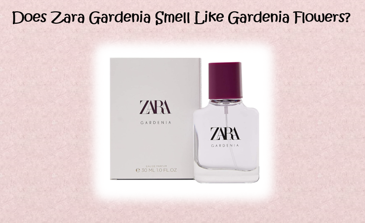 Smell-alike perfumes from Zara and Marks & Spencer — baiji